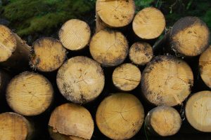 L’énergie biomasse : une solution écologique pour un avenir durable